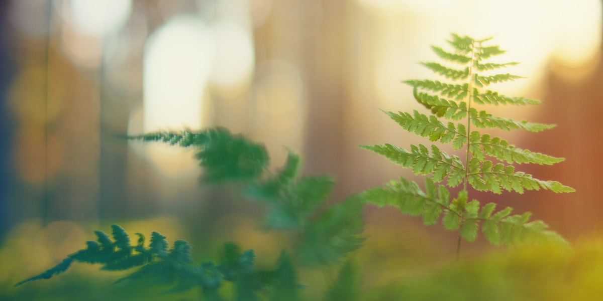 A fern in the forest