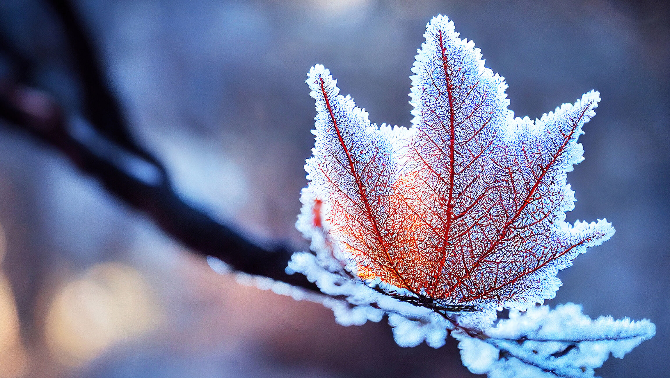 A frosty maple leaf on a branch
