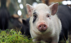 A pig looking at us