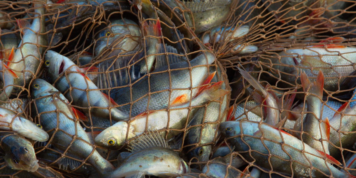 A bunch of fish caught in a net
