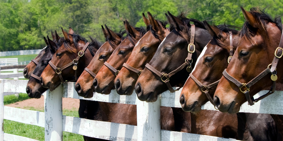 A line of horses eagerly. waiting at the fence